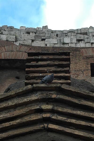 Colosseum pigeons