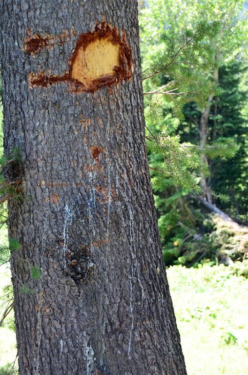 Bear scratch-marks