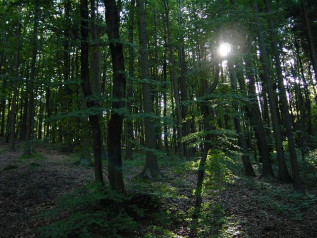 sunlight-through-the-trees-1