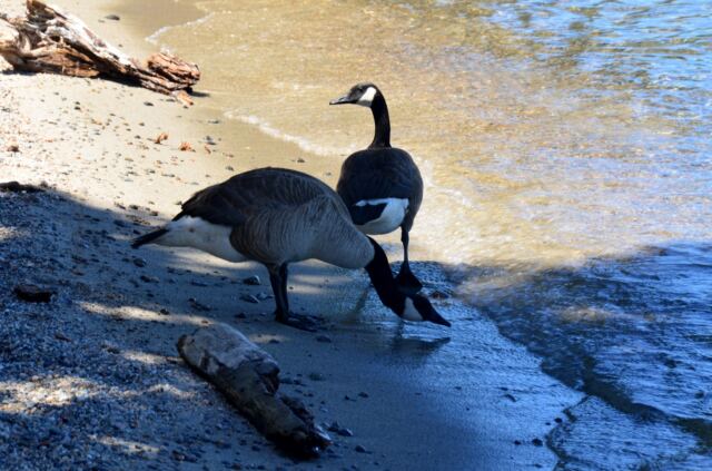 Shoreline geese
