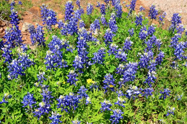 Willow Loop bluebonnet details