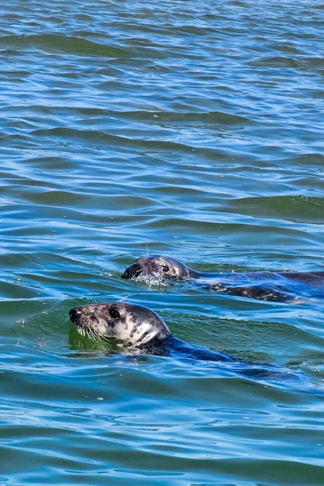 Monomoy Refuge seals 06