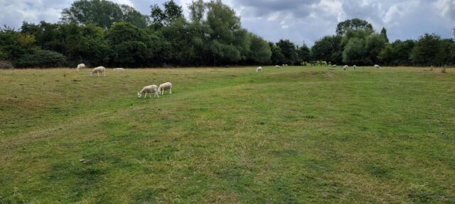 Cotswold Way sheep encounters (09)