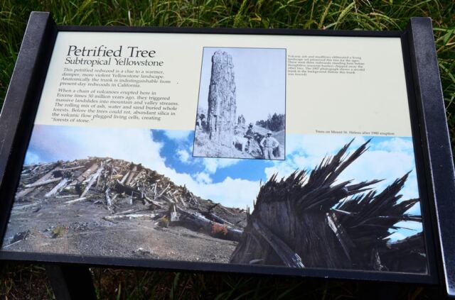 Petrified tree sign