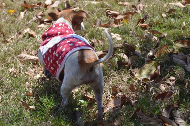 kate-exploring-through-the-leaves