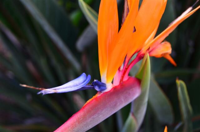bird-of-paradise-2-