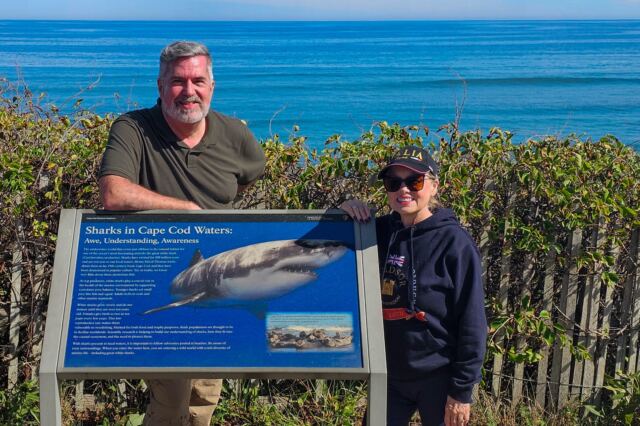 Sharks in Cape Cod waters 02