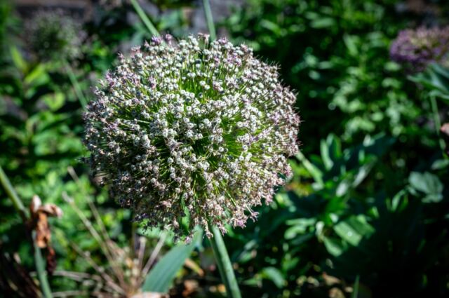 Bishop's Garden 17