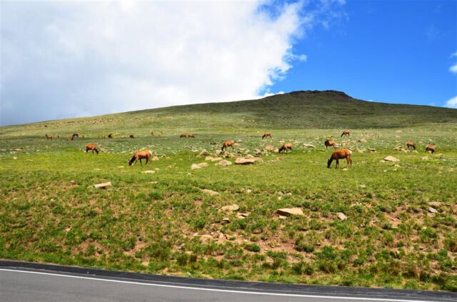 Elk cows (4)