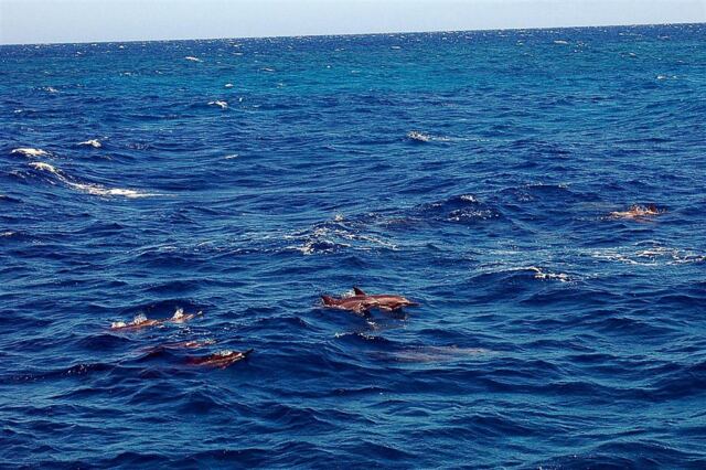 Dolphins (4)