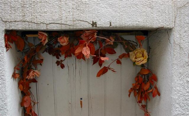 Roses over low garden gate