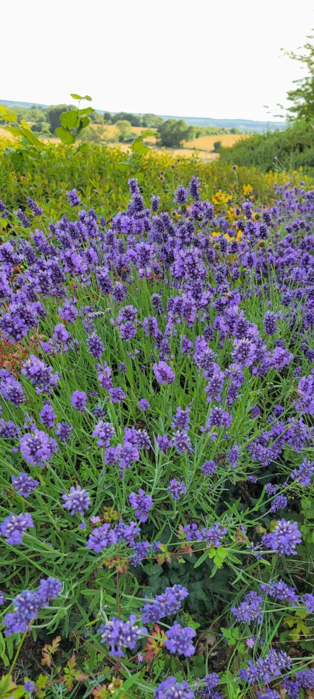 Charingworth Lavender (1)