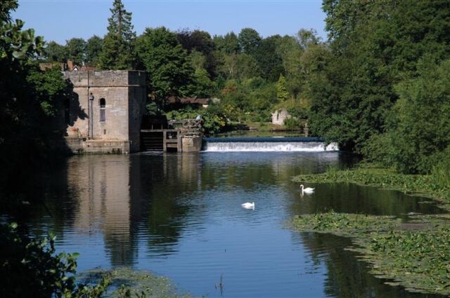 Warwick swans on the Avon