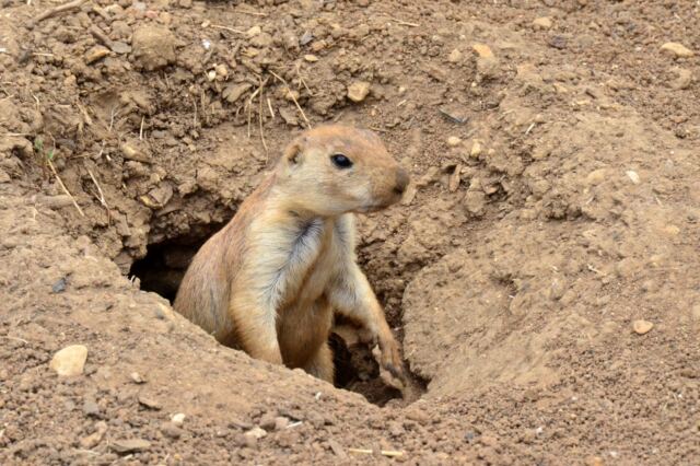 Cotswold Wildlife Park - prairie dogs (2)