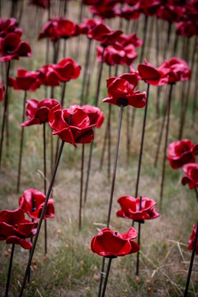 Tower of London poppies 05