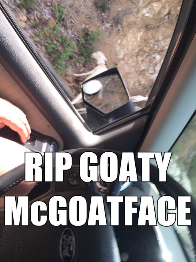 RIP Goaty McGoatface (not really)