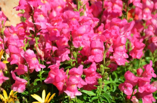 Rustic Inn - flowers (4)