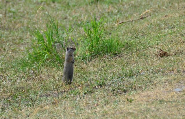 Ground squirrel (2)