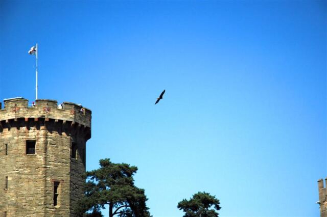 Bald Eagle over Warwick Castle
