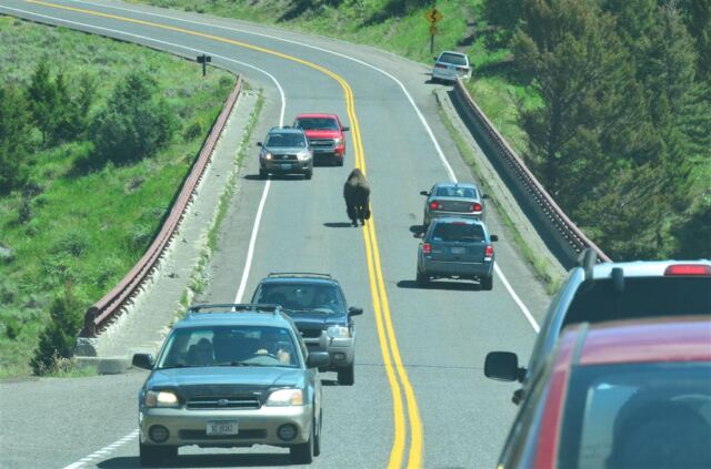 Bison jam on the bridge!