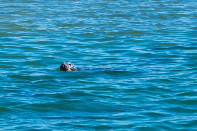 Monomoy Refuge seals 05