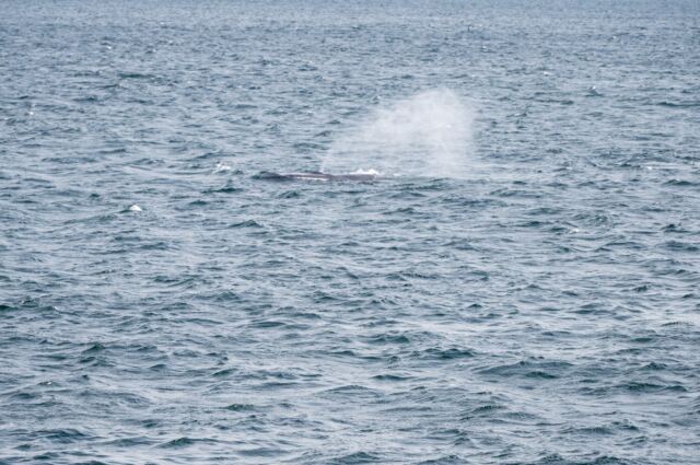 Cape Cod fin whales 16