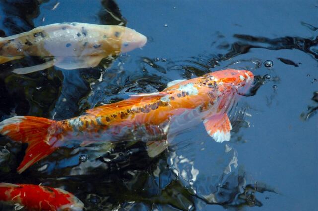 Koi feeding (2)