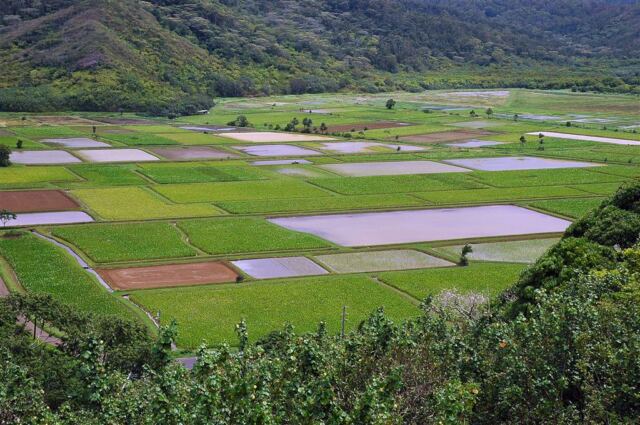 Hanalei Valley (3)