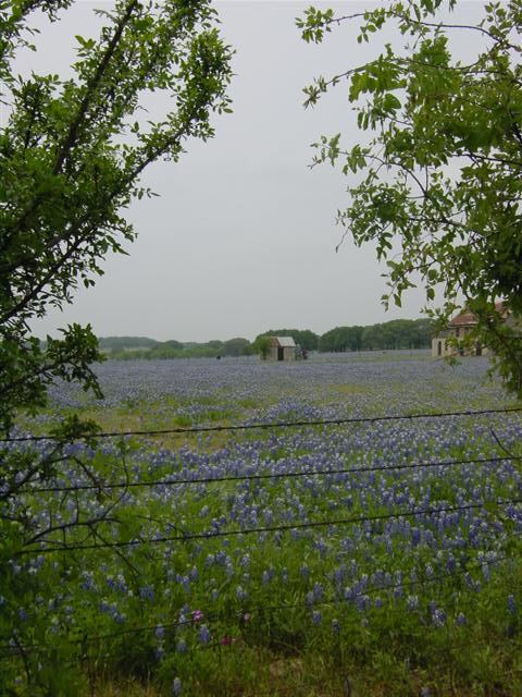 bluebonnet-field