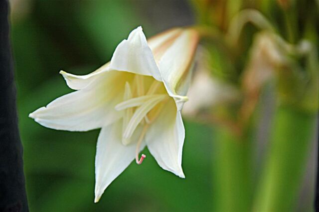 Jackson Square flowers (7)