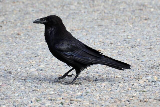 Raven strut