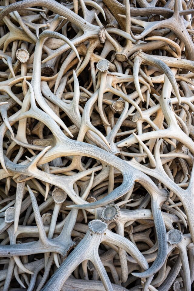 Jackson Antler Arches (3)