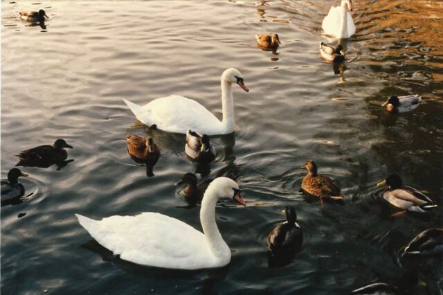 Stratford swans and ducks