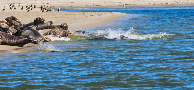Monomoy Refuge seals 07