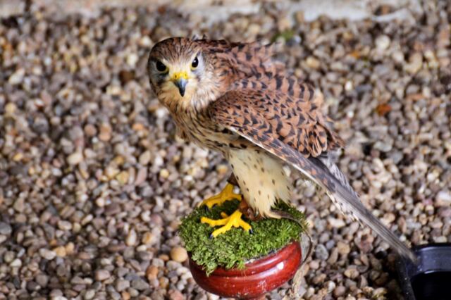 kestrel-at-mary-arden-s-farm-3