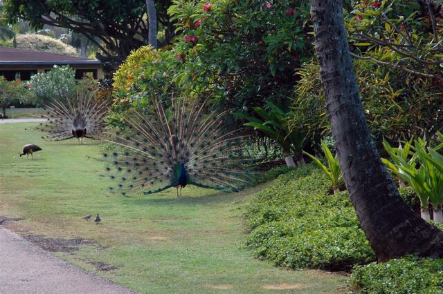 Strutting peacocks (2)