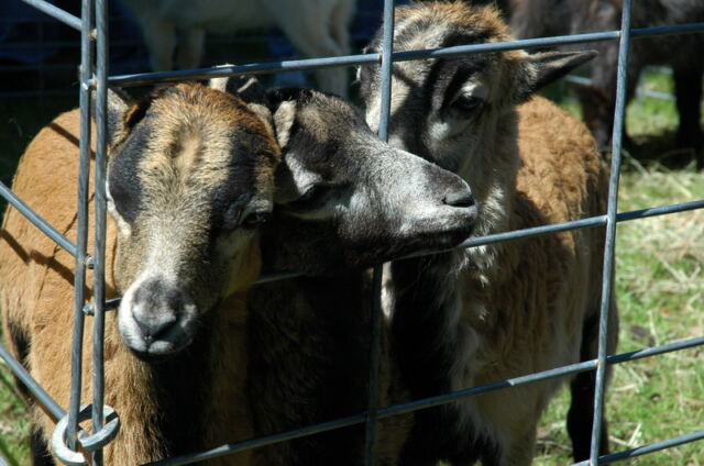 Petting zoo 2