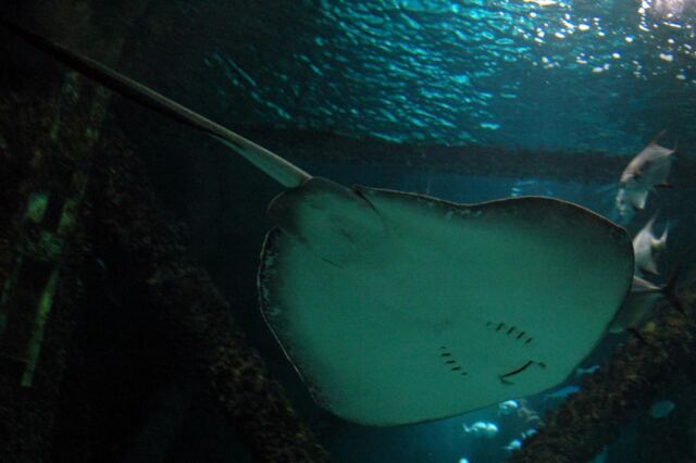 Stingray under side view