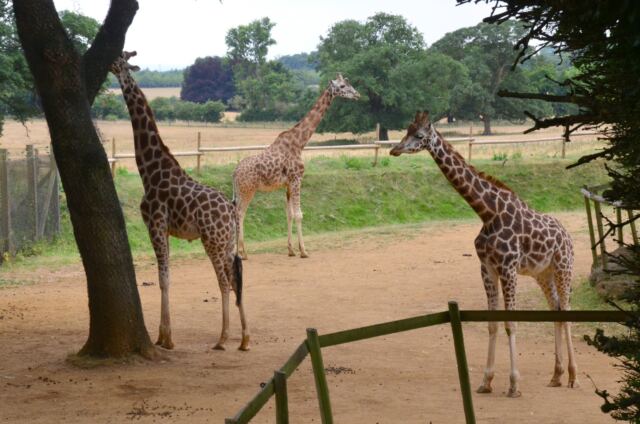 Cotswold Wildlife Park - giraffes (2)