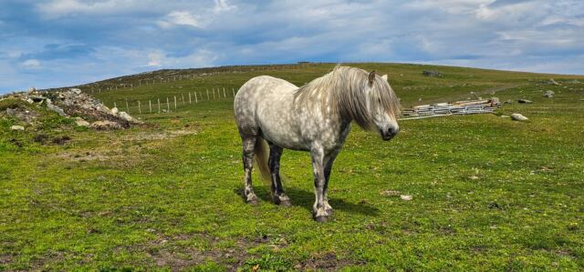 The Shetland Pony Experience 07