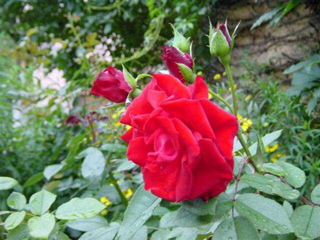 red-roses