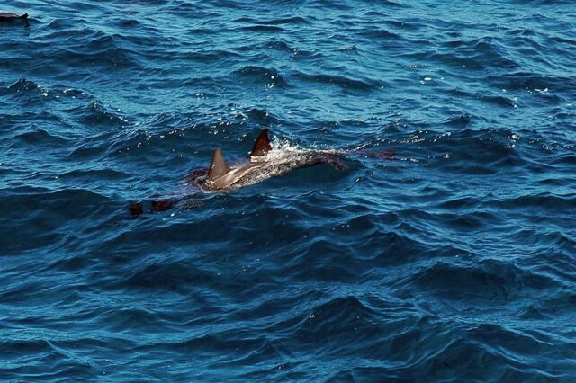 Dolphins (11)