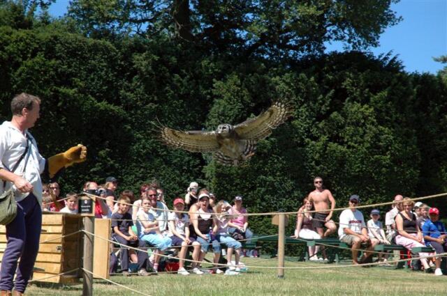 Warwick bird show - owl (1)