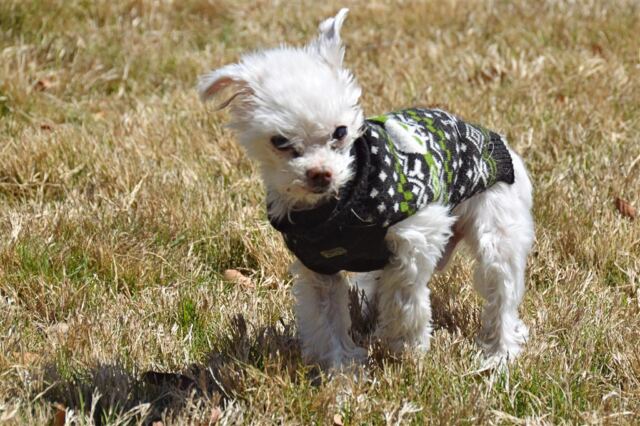 windblown-coy