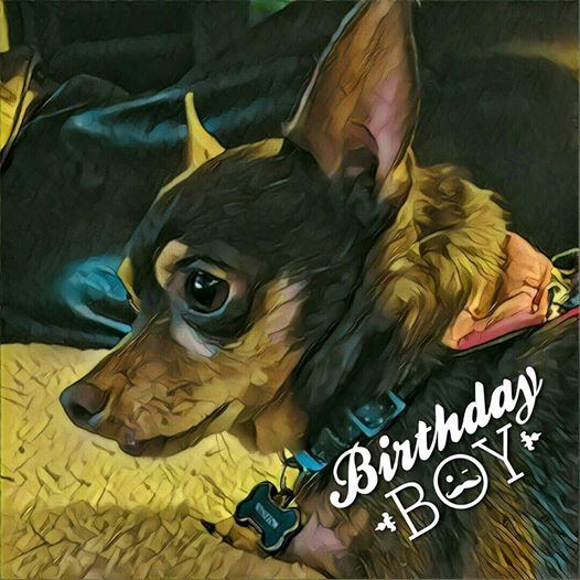 Winston-s-first-Forever-Home-Day-3-yrs-old-