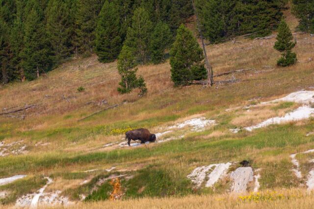 Bison near parking lot (1)