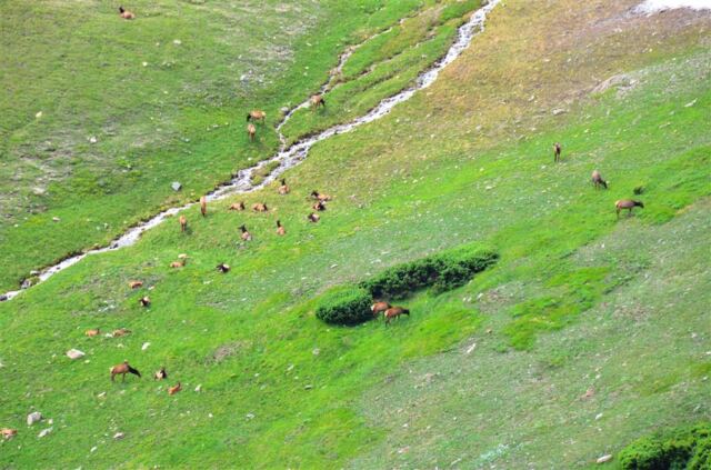 Lots of female (cow) and baby elk