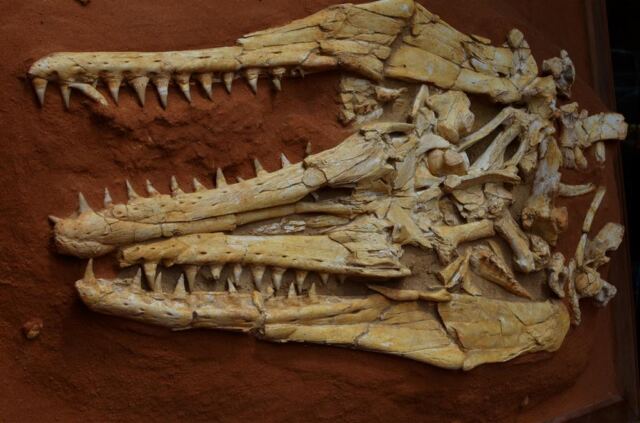 Fossilized remains