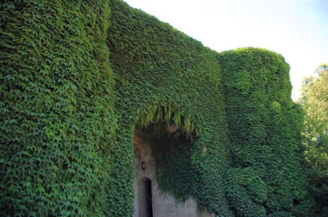 Ivy covered portculis wall