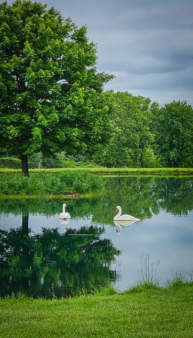 More pond reflections 3